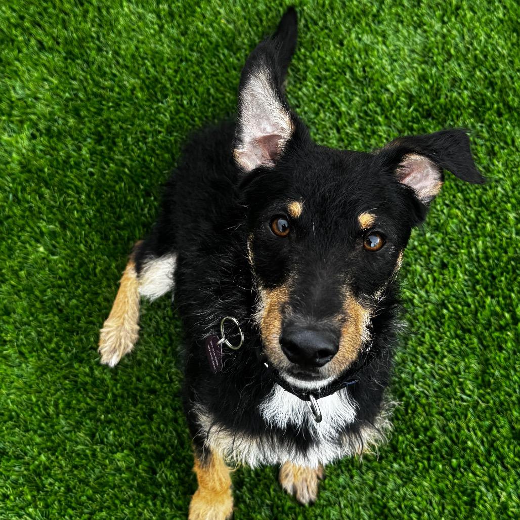 Bruno, a Adoptable mixed breed in Cheyenne, WY image 2/3
