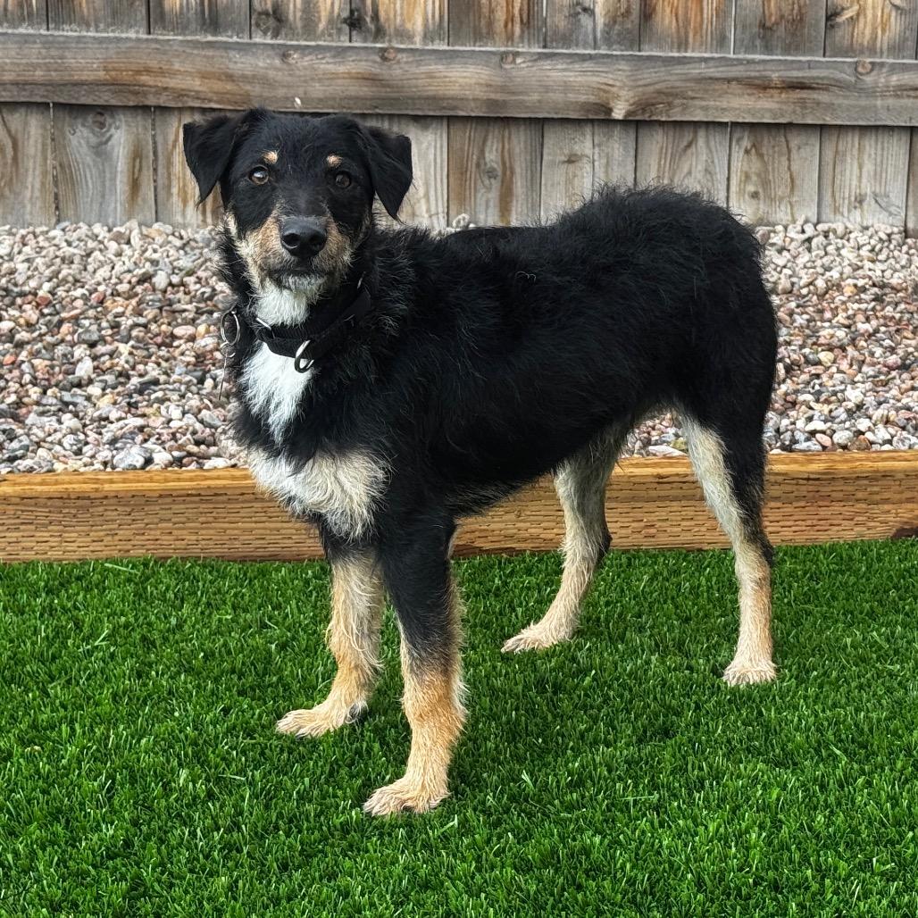 Bruno, a Adoptable mixed breed in Cheyenne, WY image 3/3