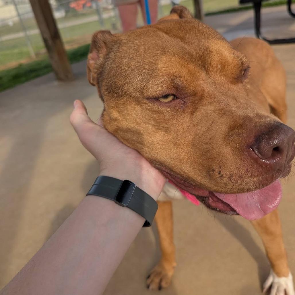 Constellation, Adoptable, Adult Female Mixed Breed.