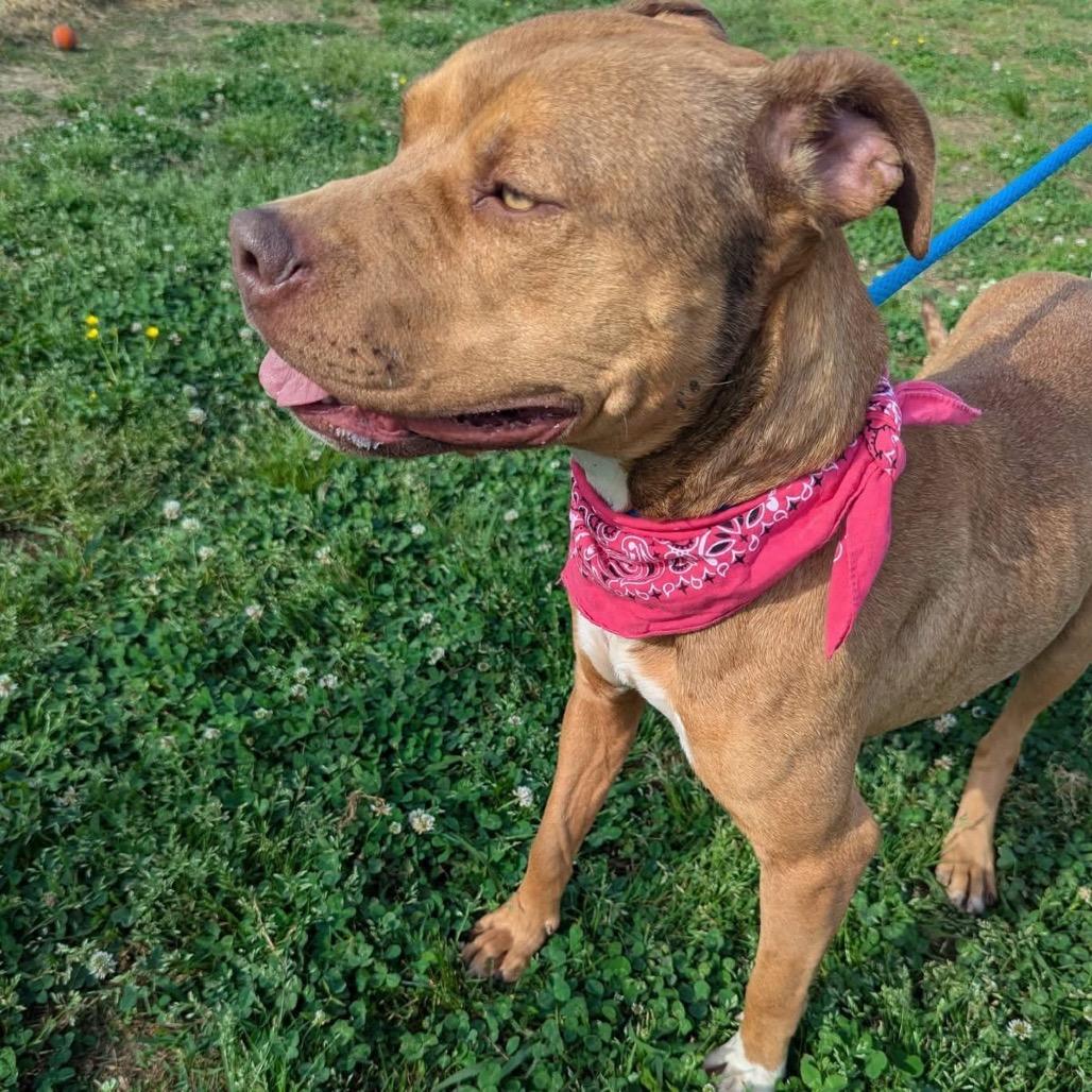 Enlarge Constellation, a Adoptable Mixed Breed in Columbiana, AL image 2/6