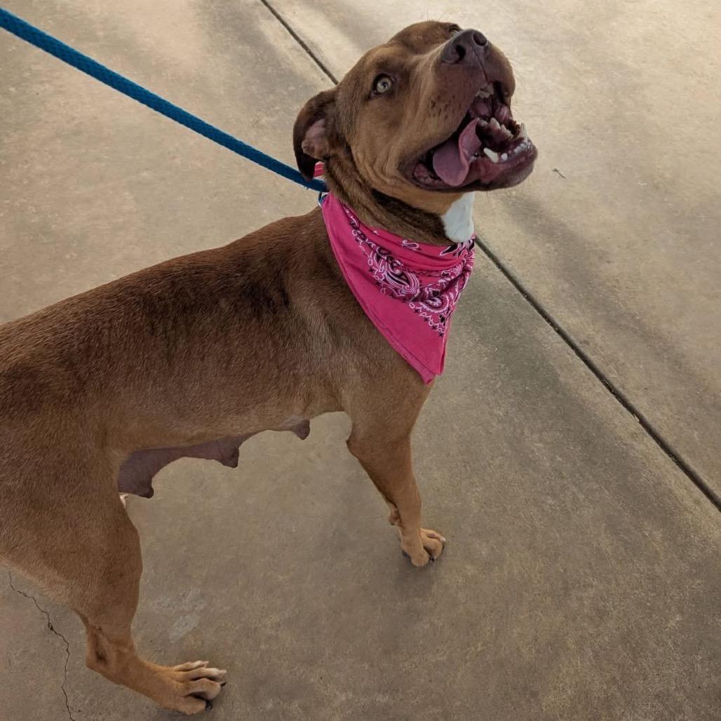 Enlarge Constellation, a Adoptable Mixed Breed in Columbiana, AL image 3/6