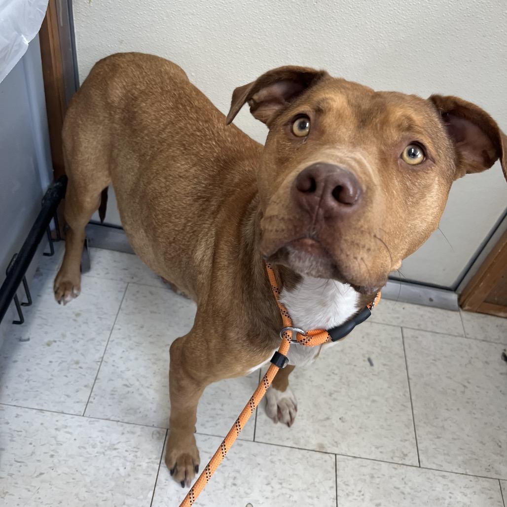 Enlarge Constellation, a Adoptable Mixed Breed in Columbiana, AL image 4/6