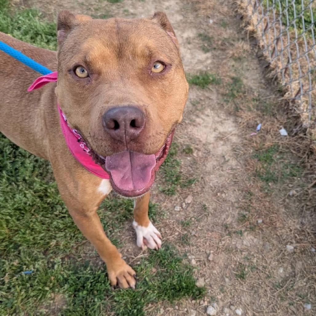 Enlarge Constellation, a Adoptable Mixed Breed in Columbiana, AL image 5/6