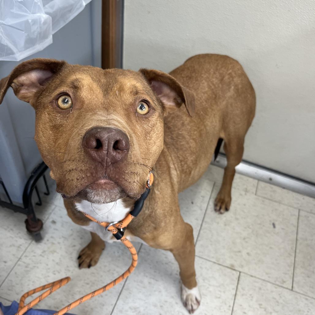 Enlarge Constellation, a Adoptable Mixed Breed in Columbiana, AL image 6/6