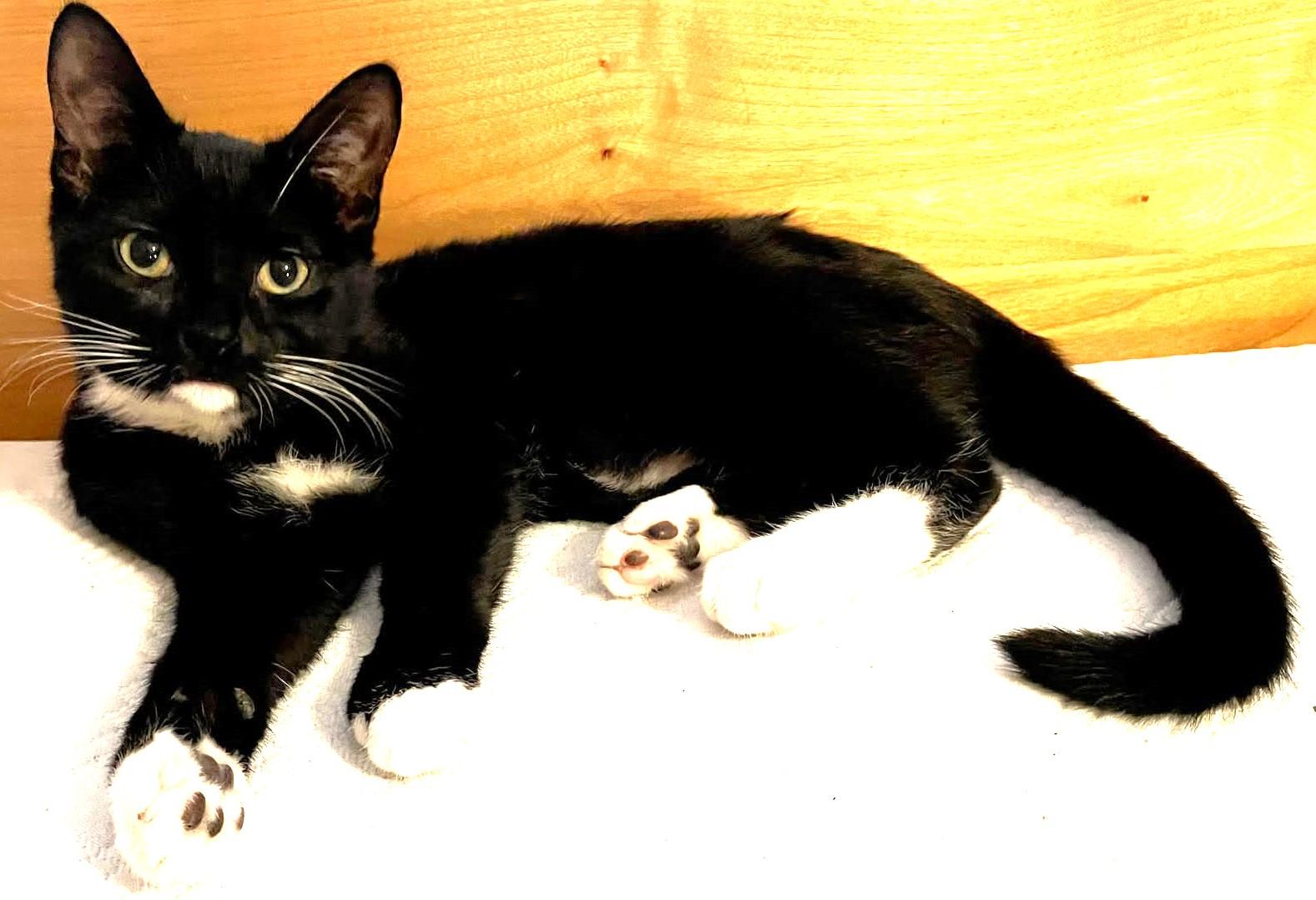 Louise, a Adopted Tuxedo in Austin, TX image 3/6