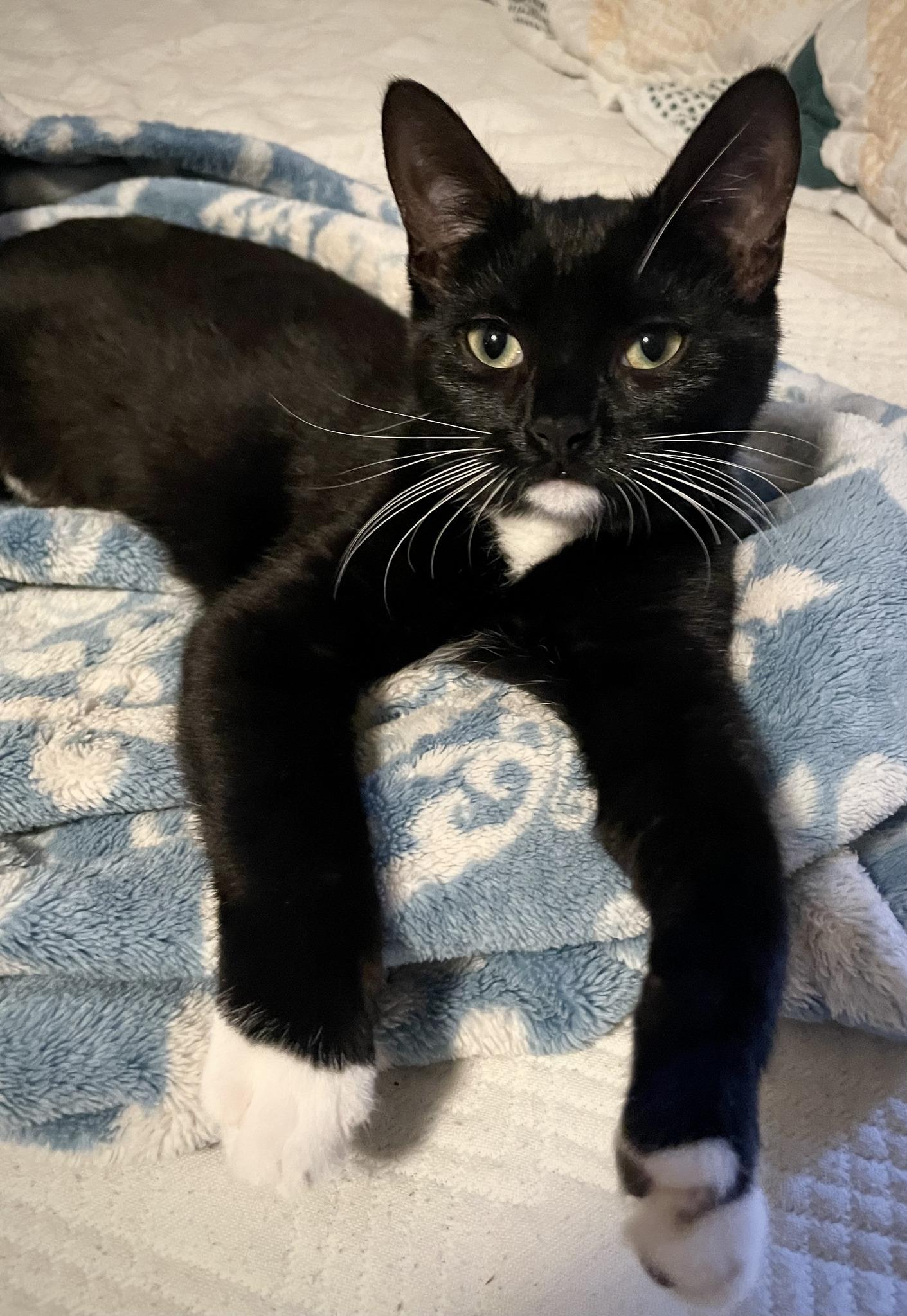 Louise, a Adopted Tuxedo in Austin, TX image 2/6