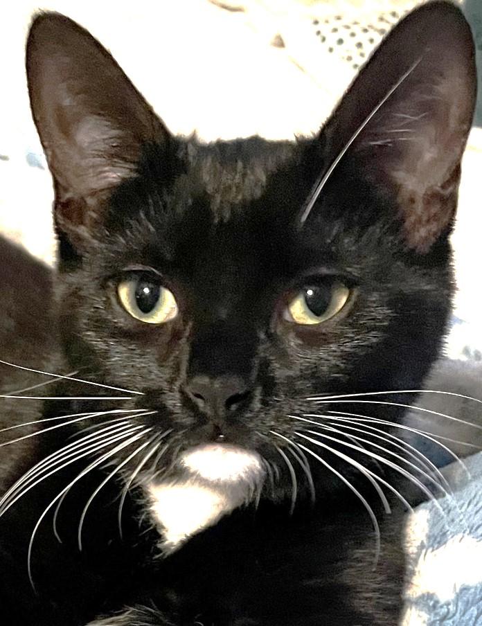 Louise, Adopted, Young Female Tuxedo.