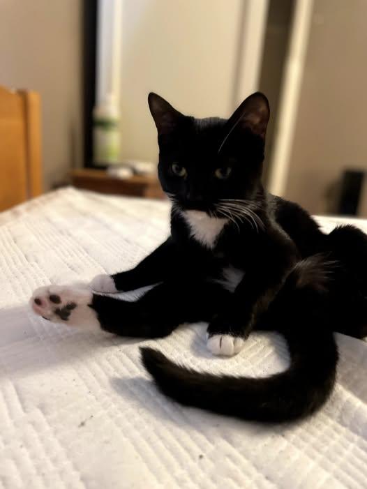 Louise, a Adopted Tuxedo in Austin, TX image 4/6