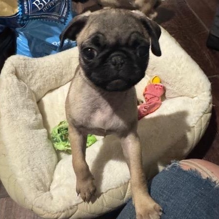 PUG A, a Adopted Pug in Beatrice, NE image 1/2