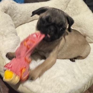 PUG A, a Adopted Pug in Beatrice, NE image 2/2