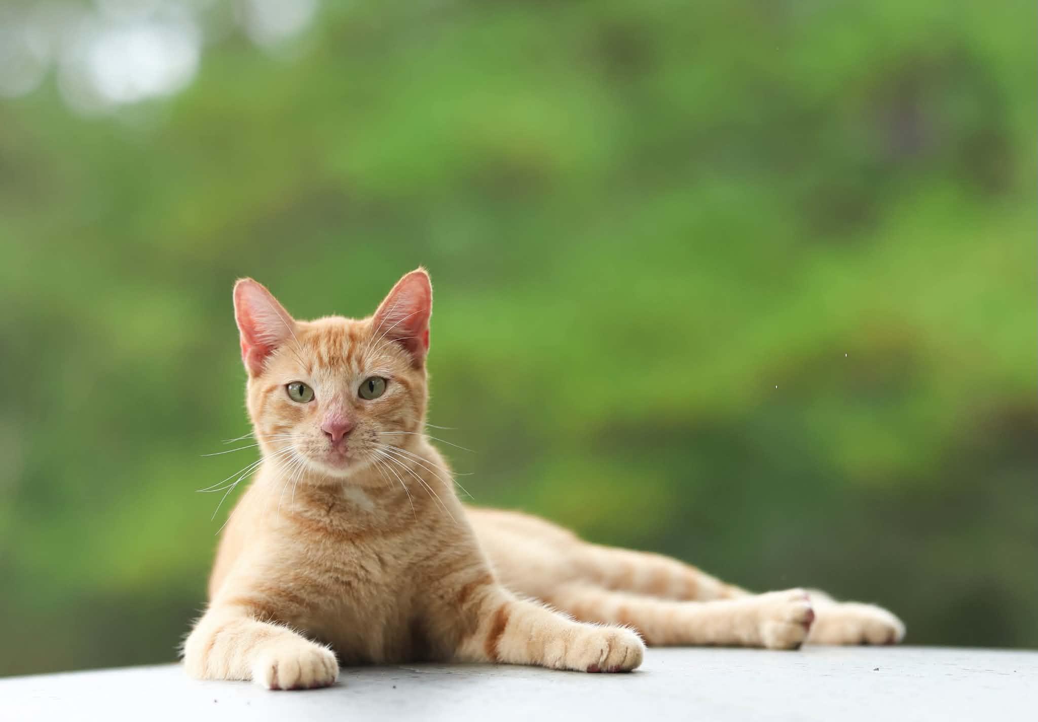 Enlarge Sunkist, a Adoptable Domestic Short Hair in Brattleboro, VT image 1/3