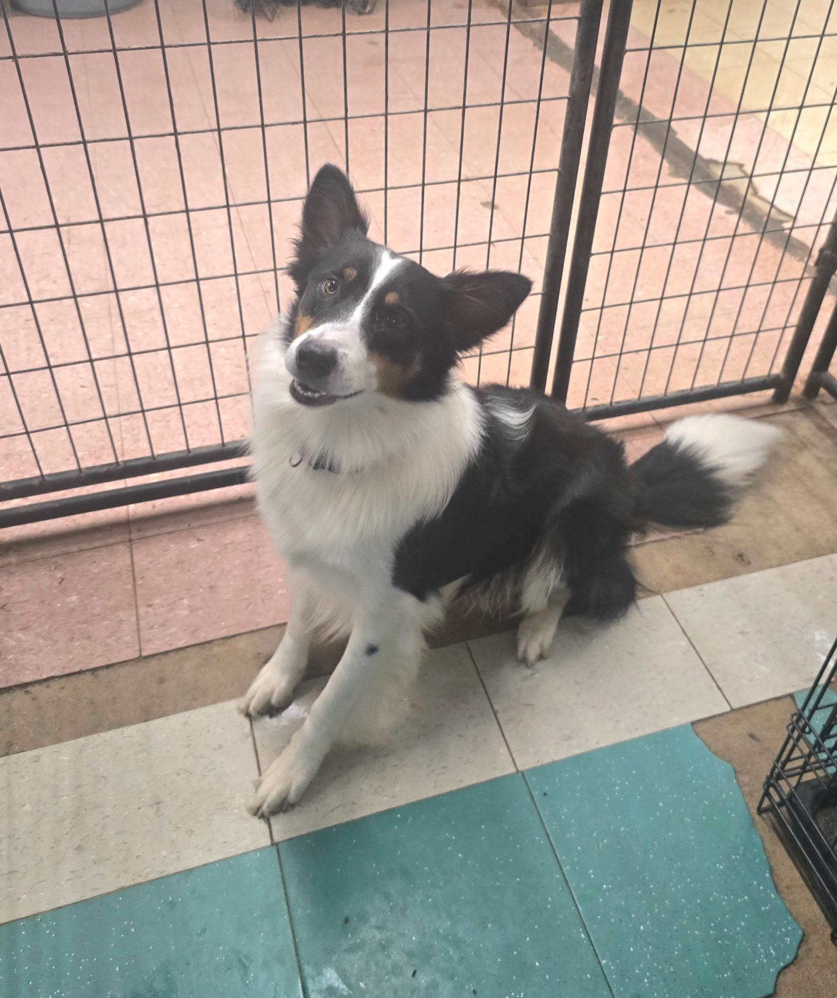 Robby, Adoptable, Adult Male Border Collie.