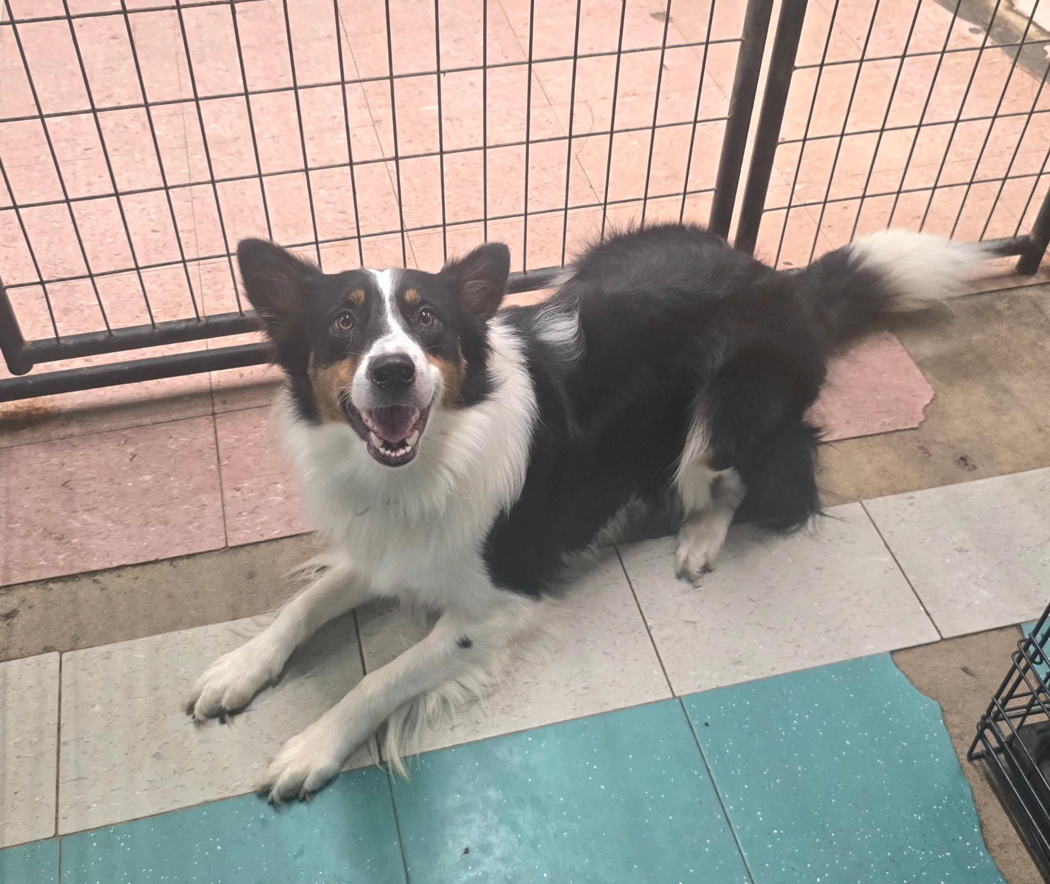 Robby, a Adoptable mixed breed in Metropolis, IL image 2/2