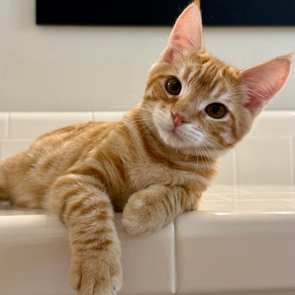 Carat, Adoptable, Kitten Male Domestic Short Hair.