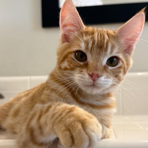 Enlarge Carat, a Adoptable Domestic Short Hair in Pleasanton, CA image 2/2