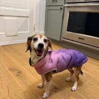 Hazel, adopted, Senior Female Beagle.