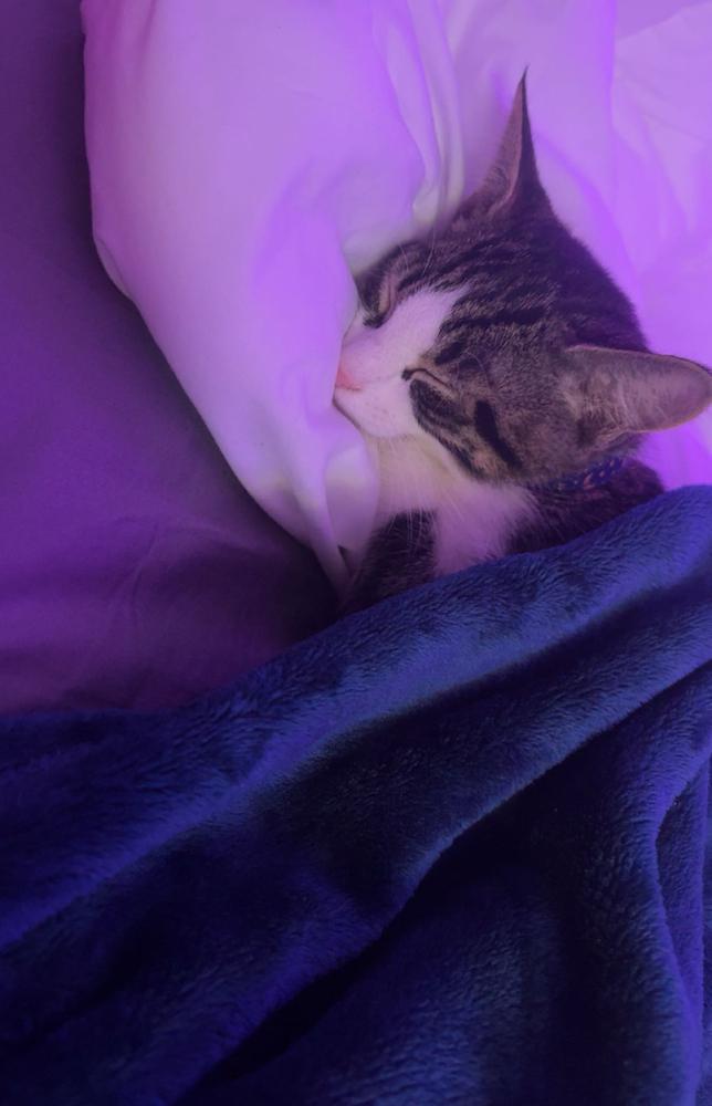 Booty Shorts, Adoptable, Kitten Male Domestic Short Hair.