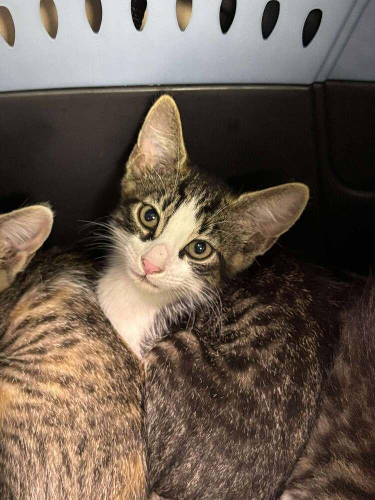 Booty Shorts, a Adoptable Domestic Short Hair in Statesboro, GA image 2/2