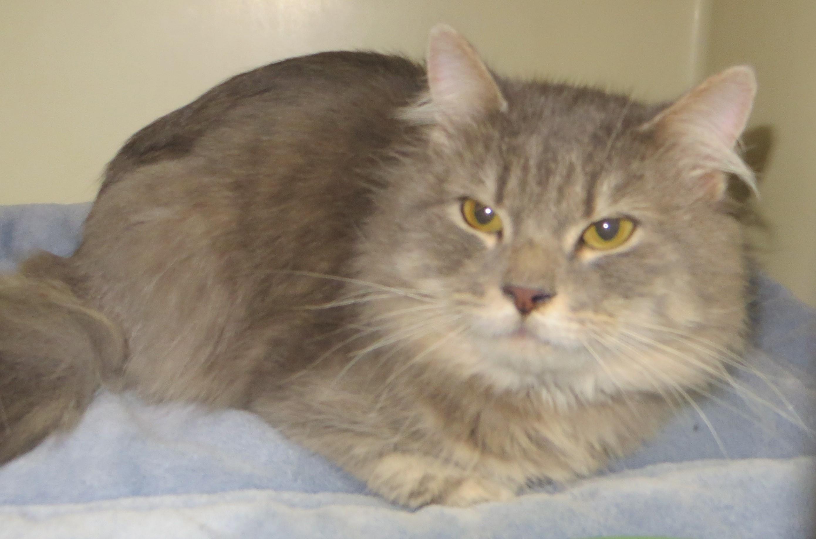 Enlarge Sawyer, a ADOPTABLE Domestic Long Hair in Brockton, MA image 2/2
