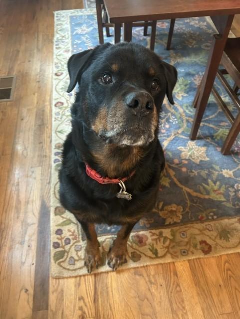 Leo, a ADOPTABLE mixed breed in Winterville, NC image 5/6