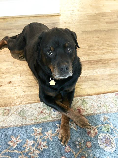 Leo, a ADOPTABLE mixed breed in Winterville, NC image 4/6