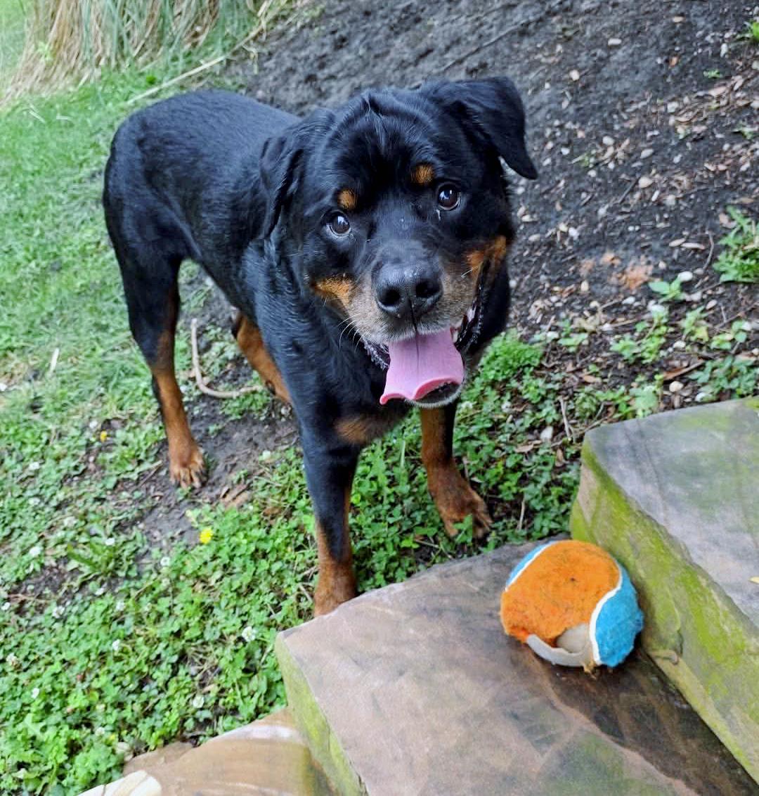 Leo, a ADOPTABLE mixed breed in Winterville, NC image 2/6