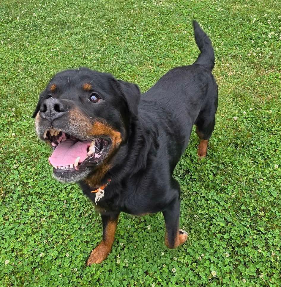 Leo, a ADOPTABLE mixed breed in Winterville, NC image 3/6
