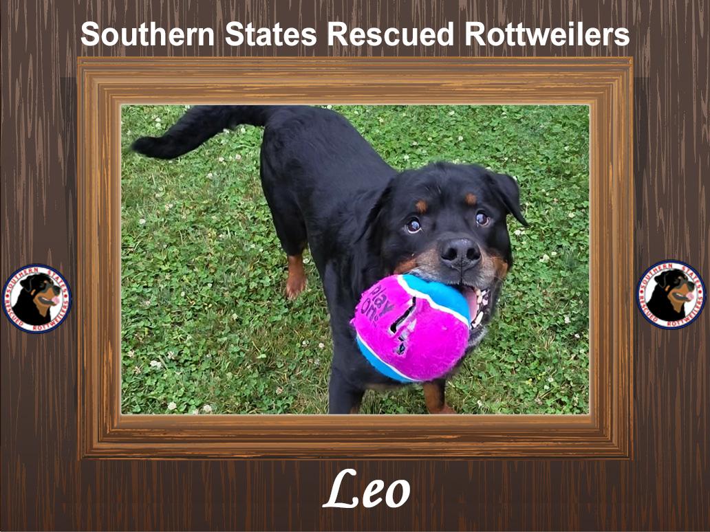 Leo, ADOPTABLE, Senior Male Rottweiler.