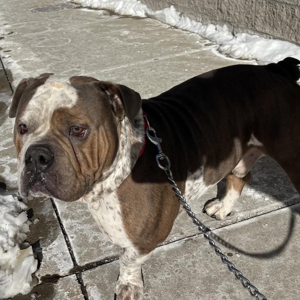 Jelly Roll thumbnail 4