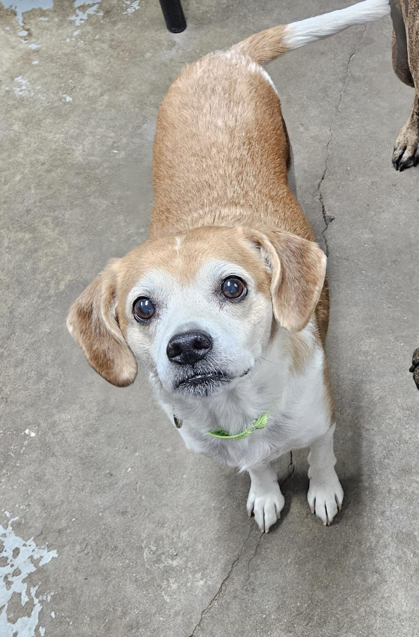 Parker, Adopted, Senior Male Beagle.