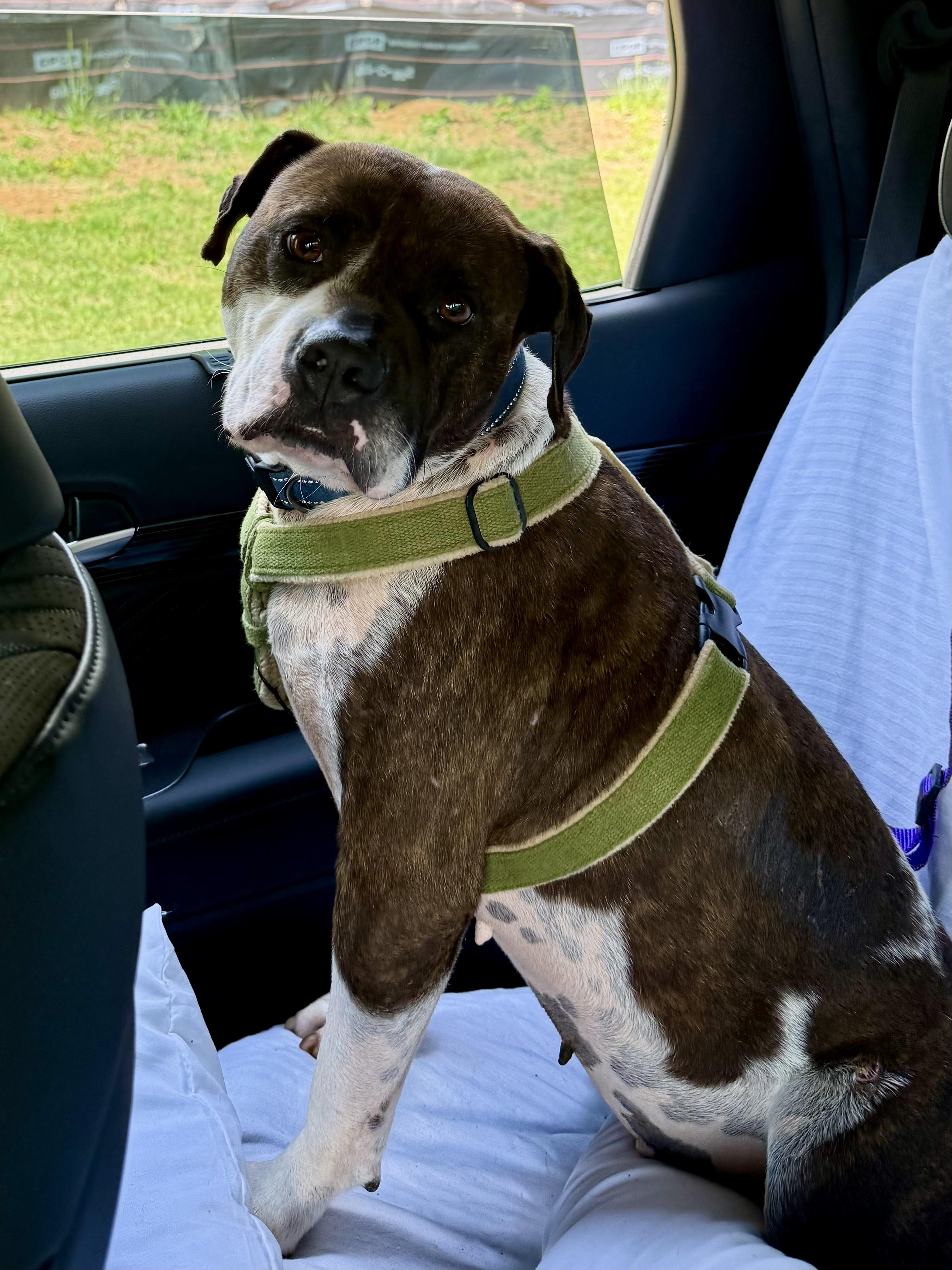 Enlarge Abby, a Adoptable mixed breed in Blue Ridge, GA image 1/6