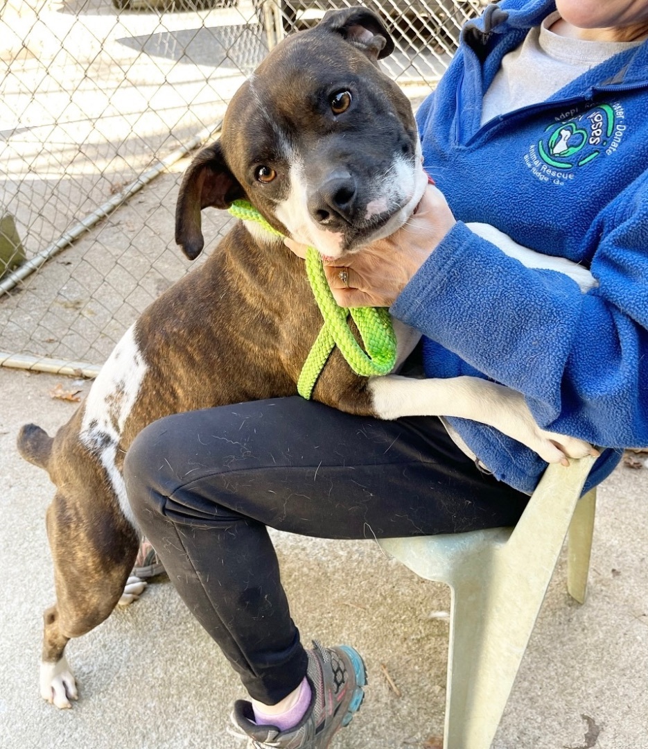Enlarge Abby, a Adoptable mixed breed in Blue Ridge, GA image 3/6