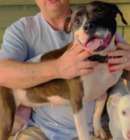 Enlarge Abby, a Adoptable mixed breed in Blue Ridge, GA image 4/6