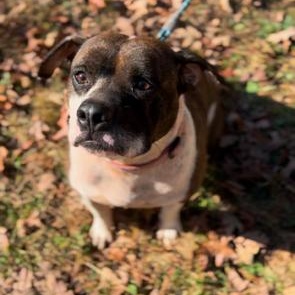 Enlarge Abby, a Adoptable mixed breed in Blue Ridge, GA image 6/6