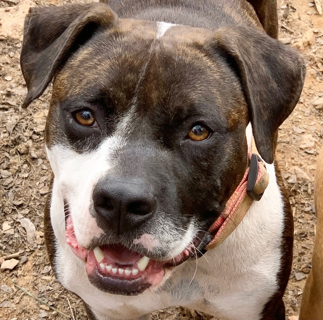 Enlarge Abby, a Adoptable mixed breed in Blue Ridge, GA image 2/6