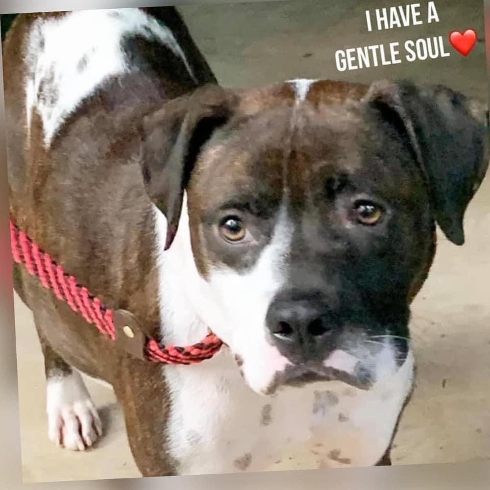 Enlarge Abby, a Adoptable mixed breed in Blue Ridge, GA image 5/6