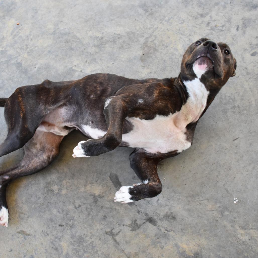 Enlarge Bentley, a Adoptable Pit Bull Terrier in Columbus, NC image 1/6