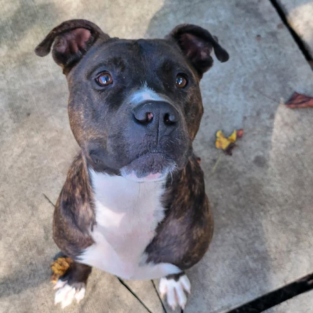 Enlarge Bentley, a Adoptable Pit Bull Terrier in Columbus, NC image 2/6