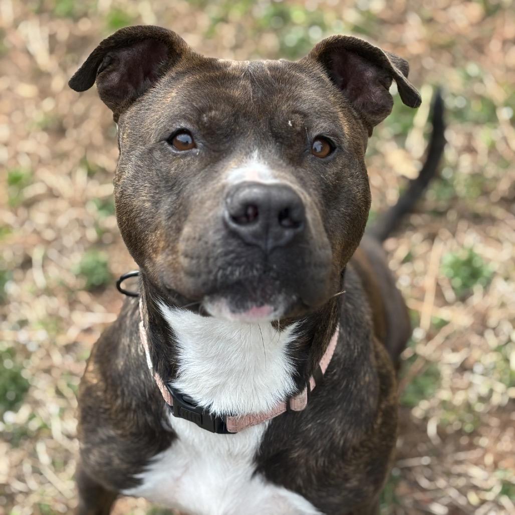 Enlarge Bentley, a Adoptable Pit Bull Terrier in Columbus, NC image 3/6