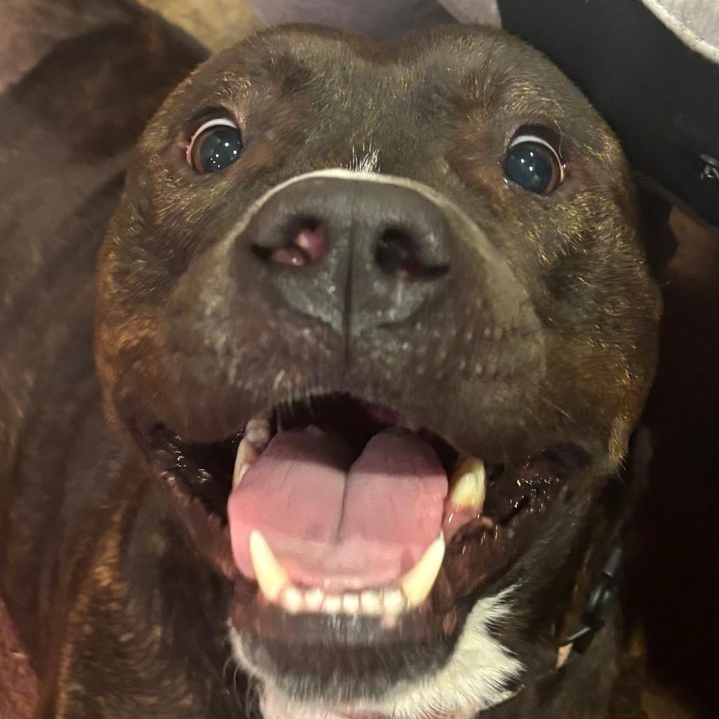 Enlarge Bentley, a Adoptable Pit Bull Terrier in Columbus, NC image 4/6