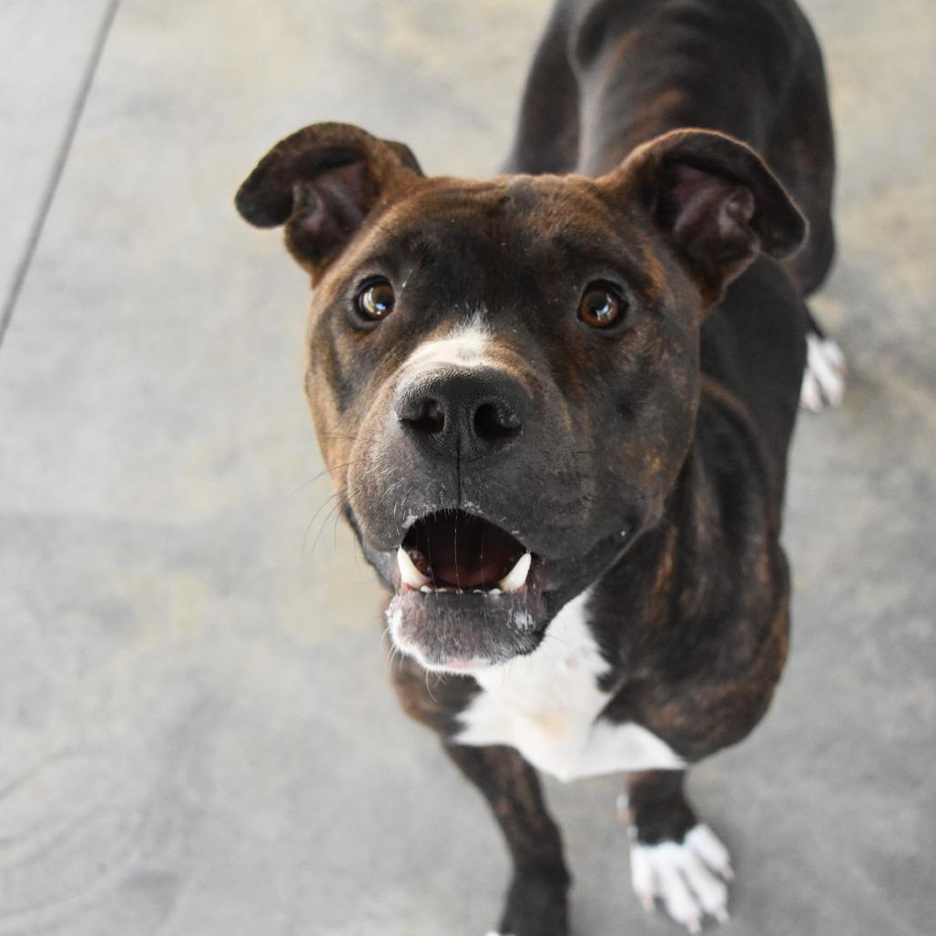 Enlarge Bentley, a Adoptable Pit Bull Terrier in Columbus, NC image 5/6