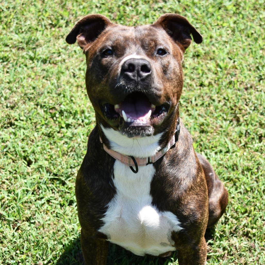 Enlarge Bentley, a Adoptable Pit Bull Terrier in Columbus, NC image 5/6