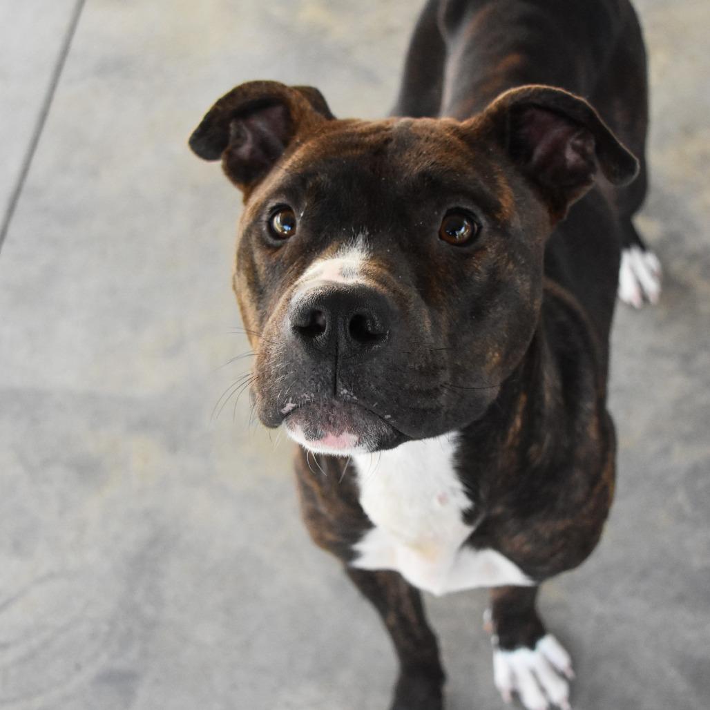 Enlarge Bentley, a Adoptable Pit Bull Terrier in Columbus, NC image 6/6