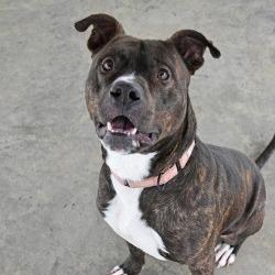 Bentley, a Adoptable Pit Bull Terrier in Columbus, NC image 6/6