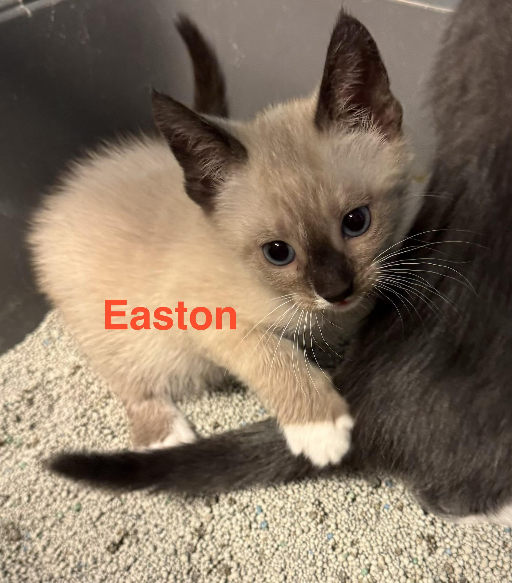 Easton, adopted, Kitten Male Siamese & Domestic Short Hair.