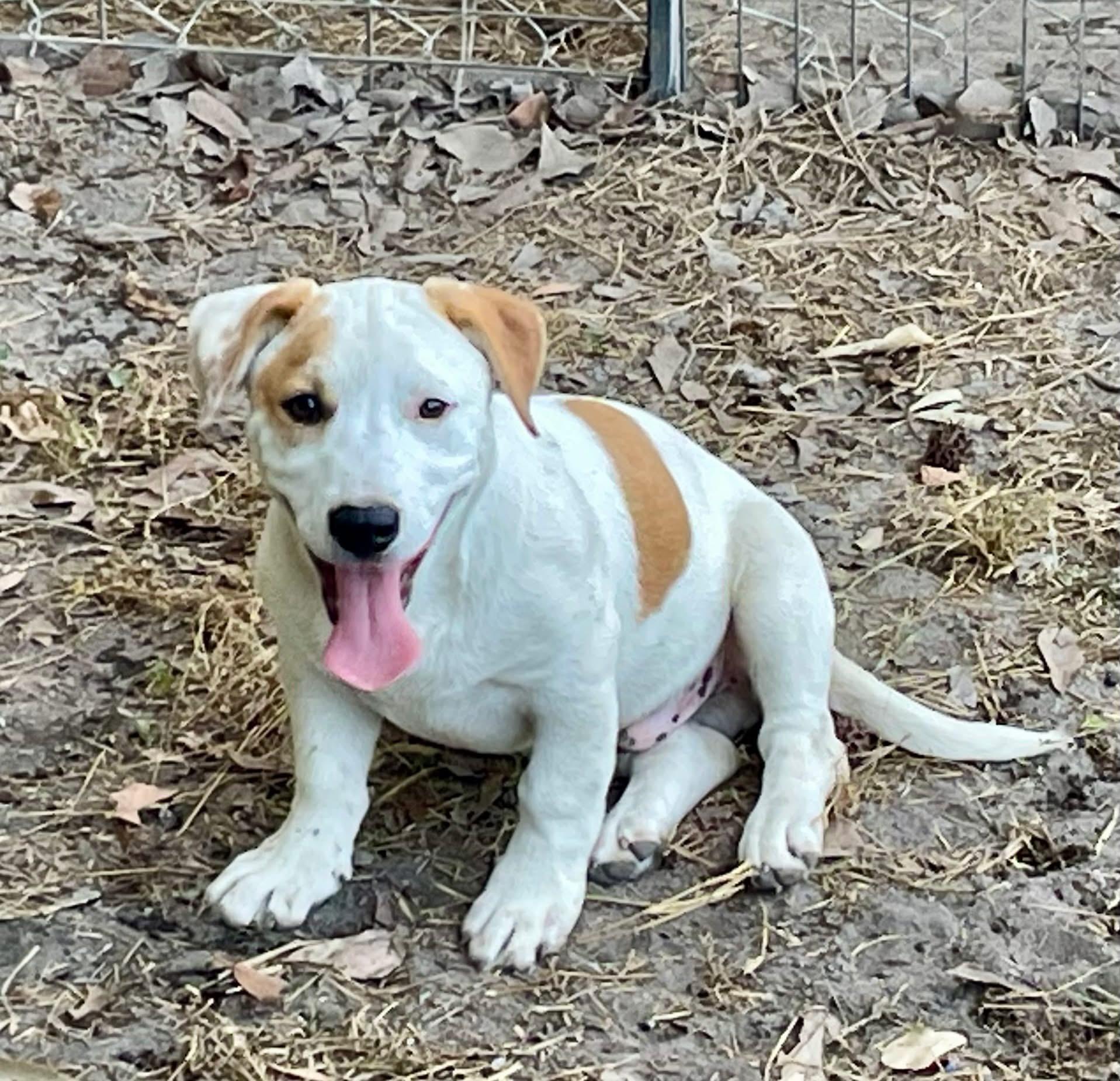 Gregory, Adoptable, Puppy Male Basset Hound.