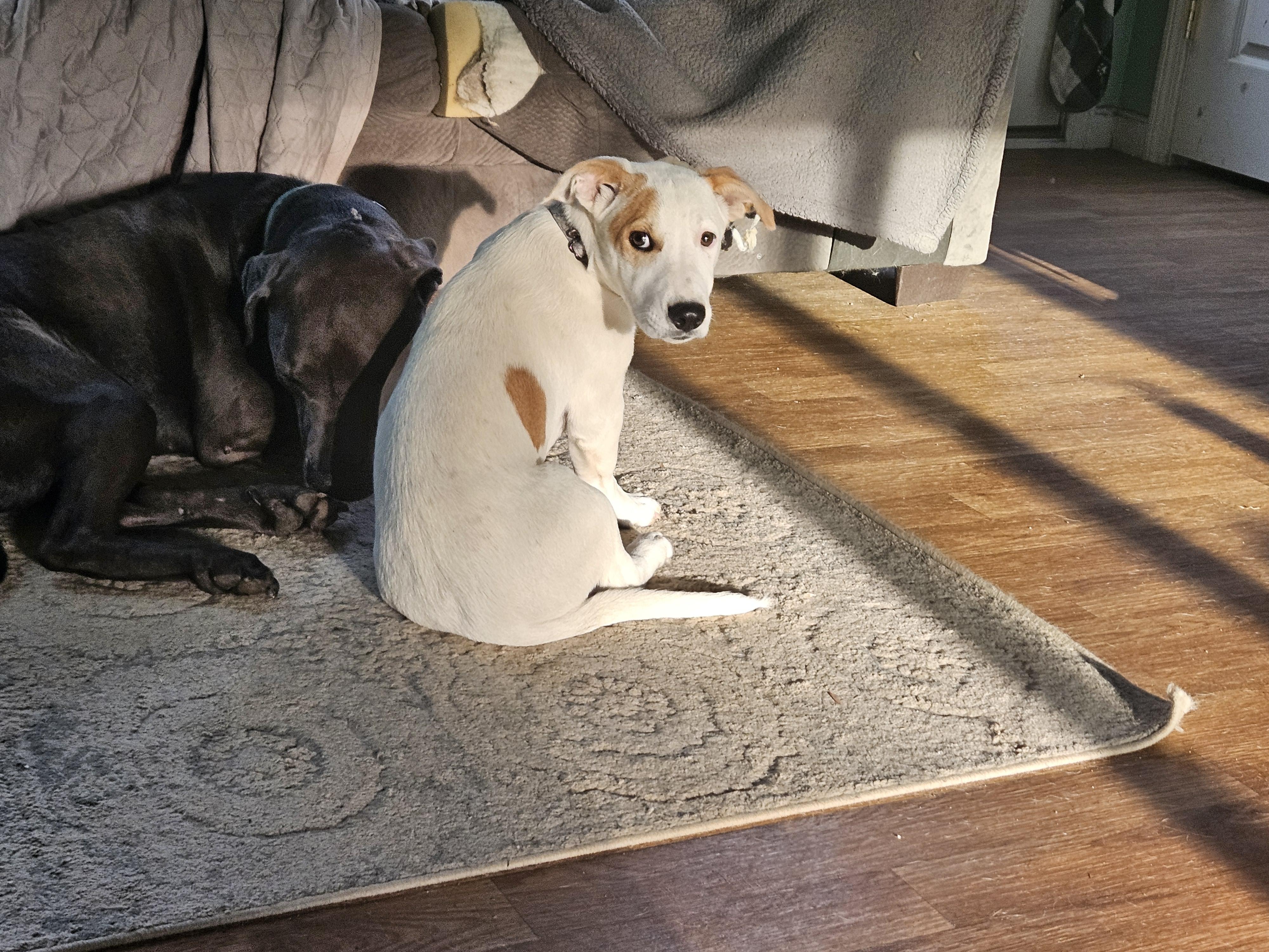 Gregory, a Adoptable mixed breed in Augusta, ME image 2/5
