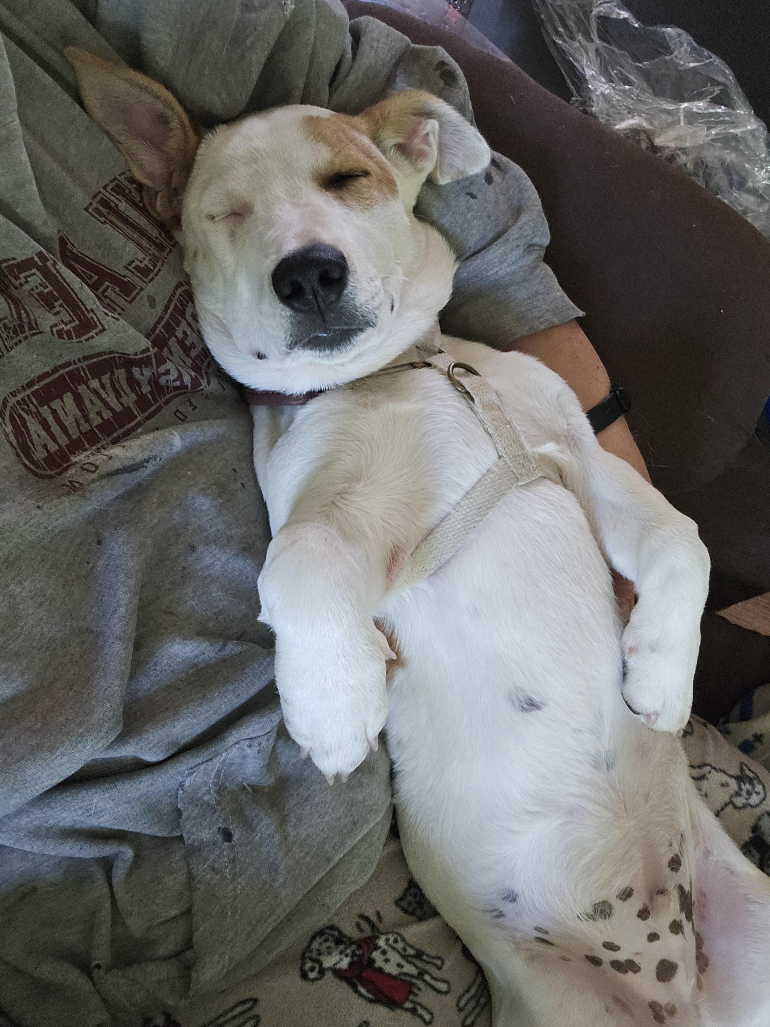 Gregory, a Adoptable mixed breed in Augusta, ME image 3/5