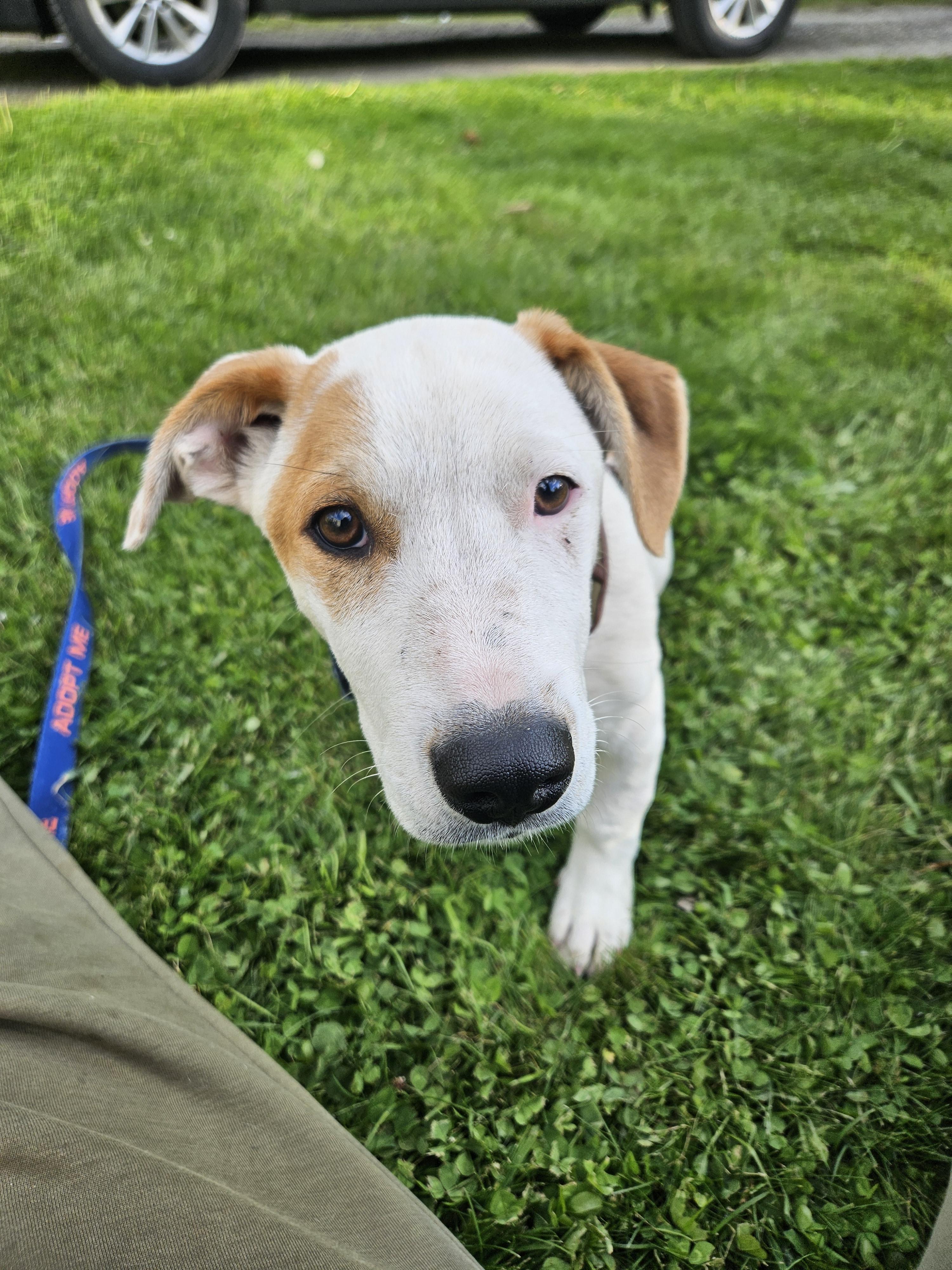 Gregory, a Adoptable mixed breed in Augusta, ME image 4/5