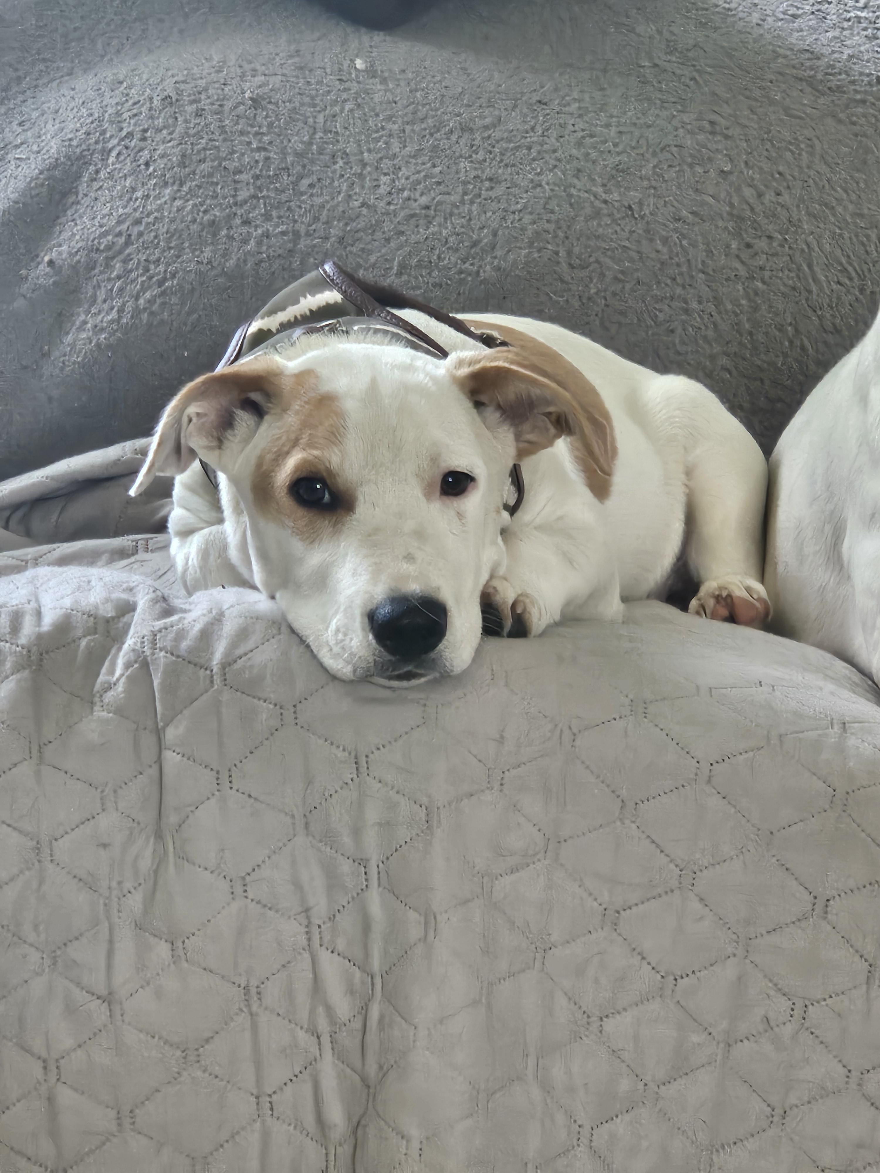 Gregory, a Adoptable mixed breed in Augusta, ME image 5/5